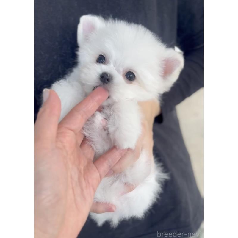 商談中の福岡県のポメマル:ポメラニアン×マルチーズ-432859の7枚目