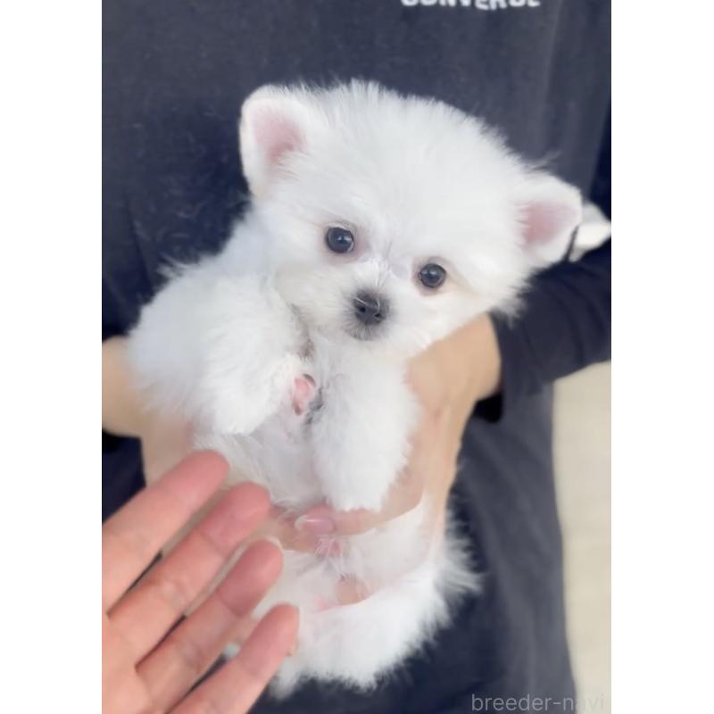 商談中の福岡県のポメマル:ポメラニアン×マルチーズ-432859の6枚目