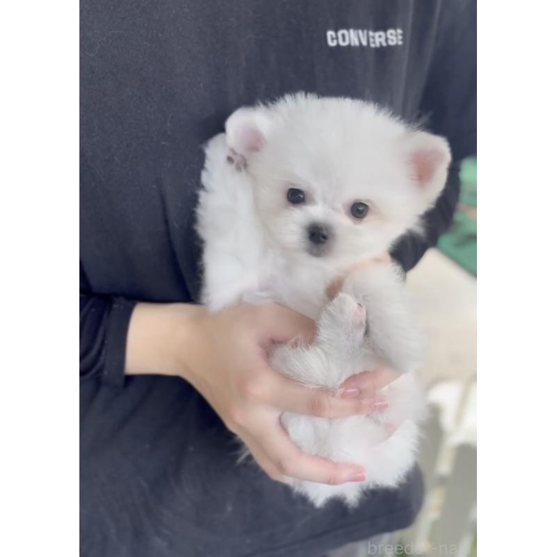 商談中の福岡県のポメマル:ポメラニアン×マルチーズ-432859の5枚目