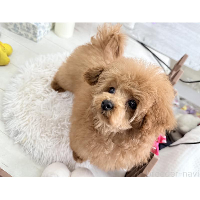 販売中の京都府のタイニープードル-420776の11枚目