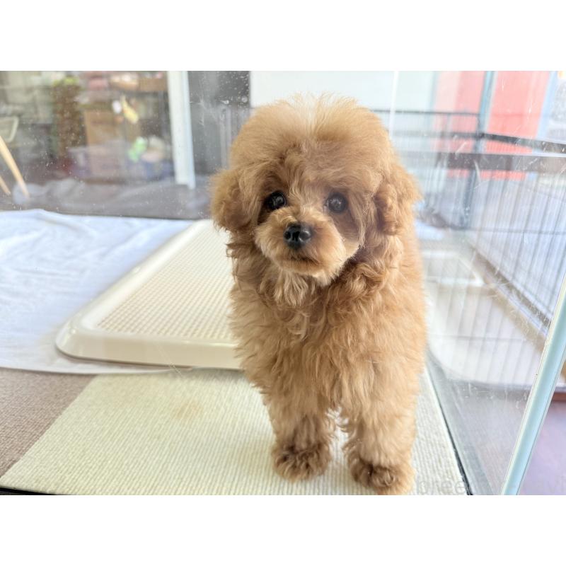 販売中の京都府のタイニープードル-420776の10枚目