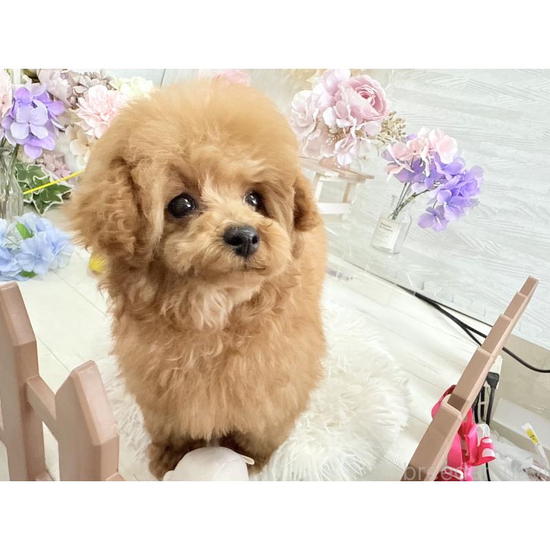 販売中の京都府のタイニープードル-420776の9枚目