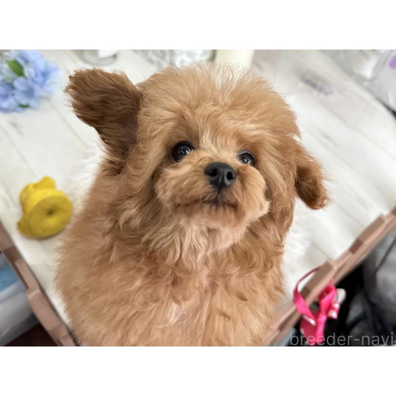 販売中の京都府のタイニープードル-420776の8枚目