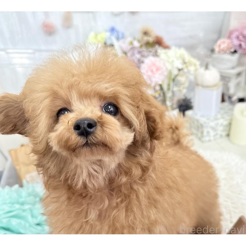 販売中の京都府のタイニープードル-420776の7枚目