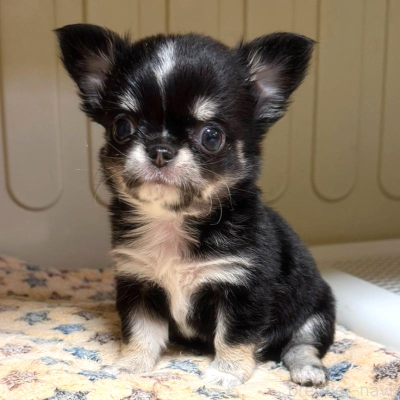 販売中の徳島県のチワワ(ロングコート)-436400