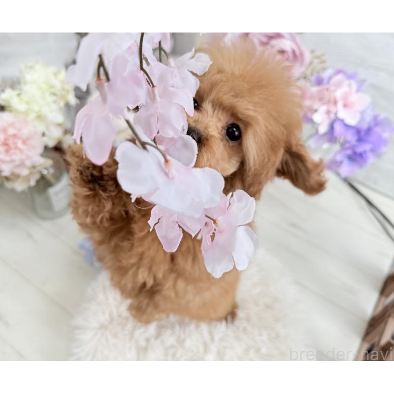 販売中の京都府のタイニープードル-420776の4枚目