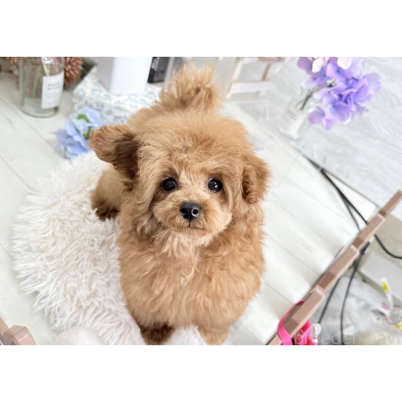 販売中の京都府のタイニープードル-420776の3枚目