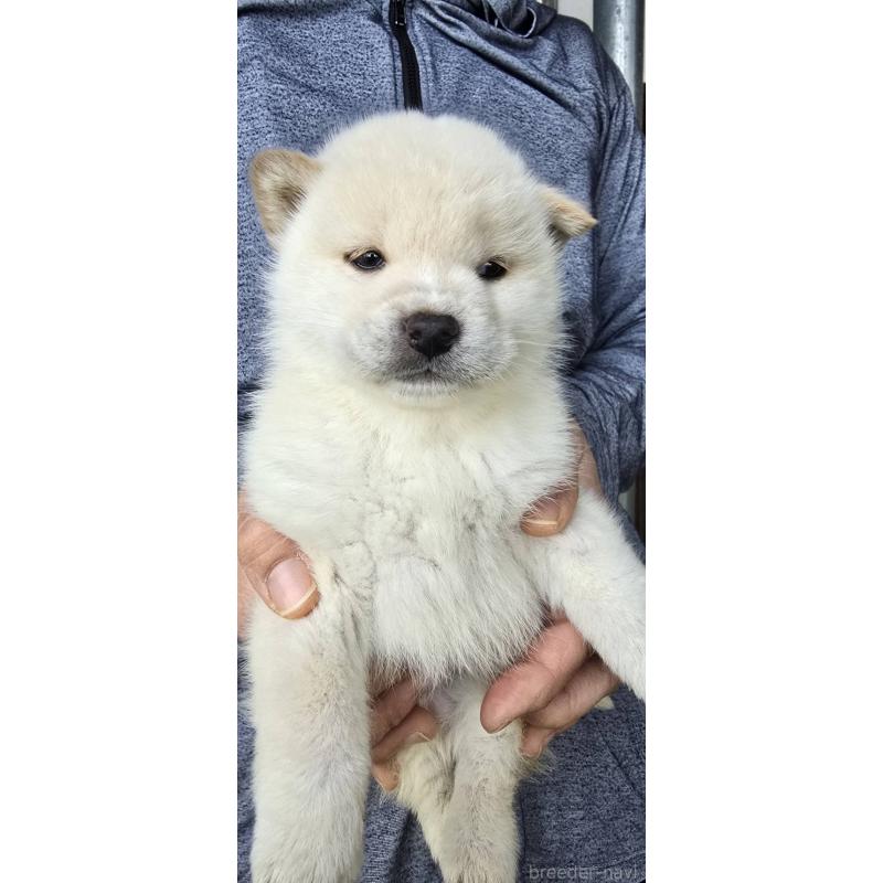 販売中の島根県の柴犬-436674の7枚目