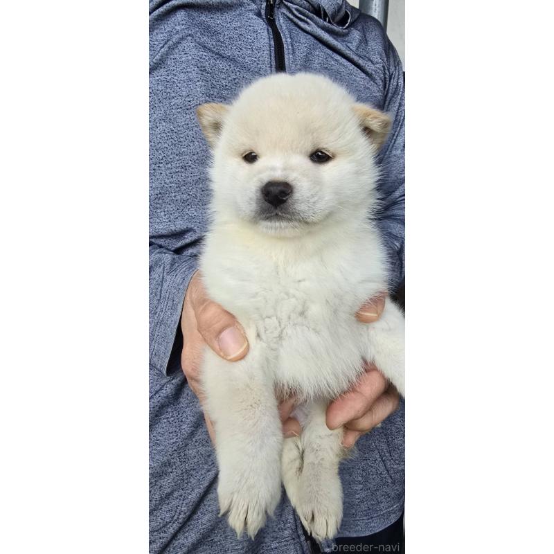 販売中の島根県の柴犬-436674の6枚目