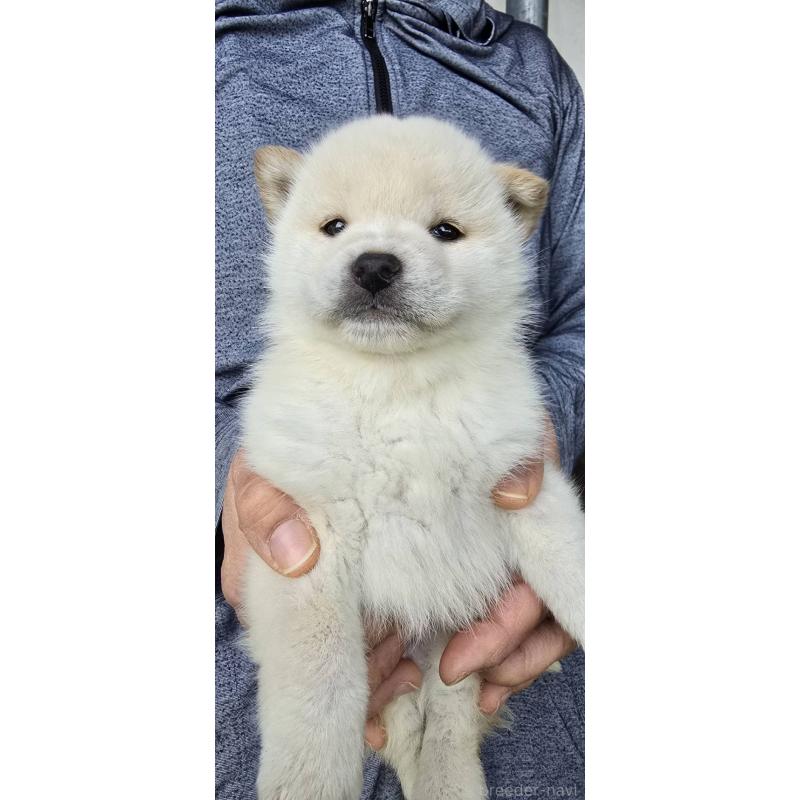 販売中の島根県の柴犬-436674の5枚目