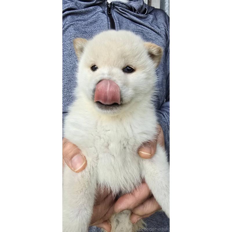 販売中の島根県の柴犬-436674の4枚目