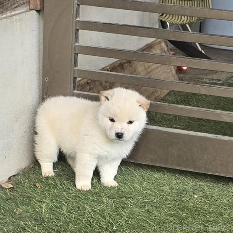 販売中の島根県の柴犬-436674の3枚目