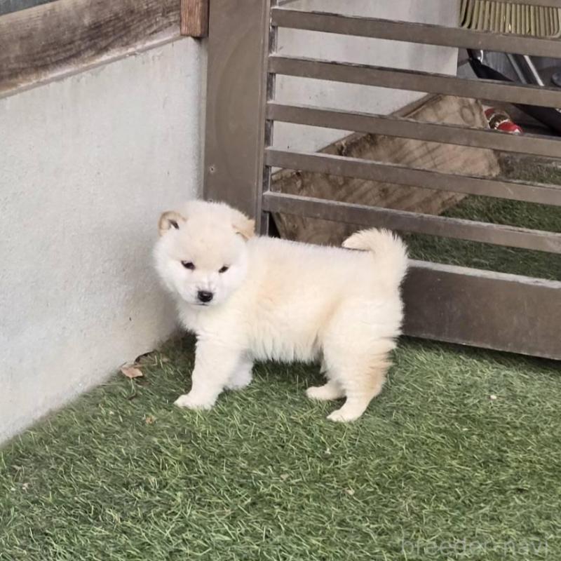 販売中の島根県の柴犬-436674の2枚目