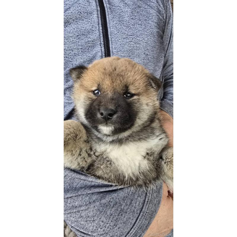 販売中の島根県の柴犬-436675の7枚目