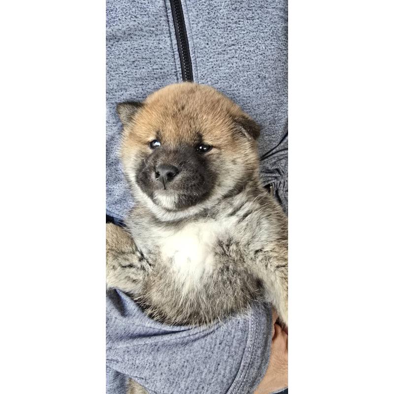 販売中の島根県の柴犬-436675の6枚目