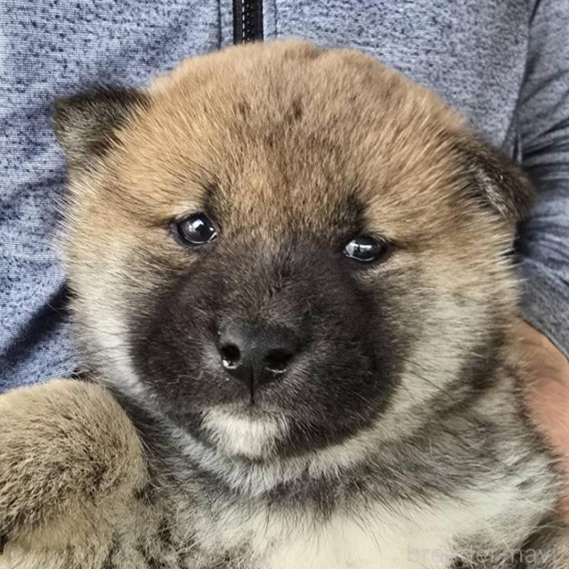 販売中の島根県の柴犬-436675の1枚目