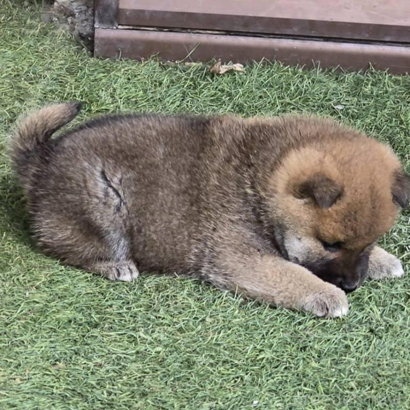 販売中の島根県の柴犬-436675の5枚目