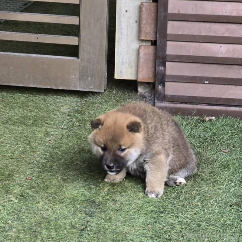 販売中の島根県の柴犬-436675の4枚目
