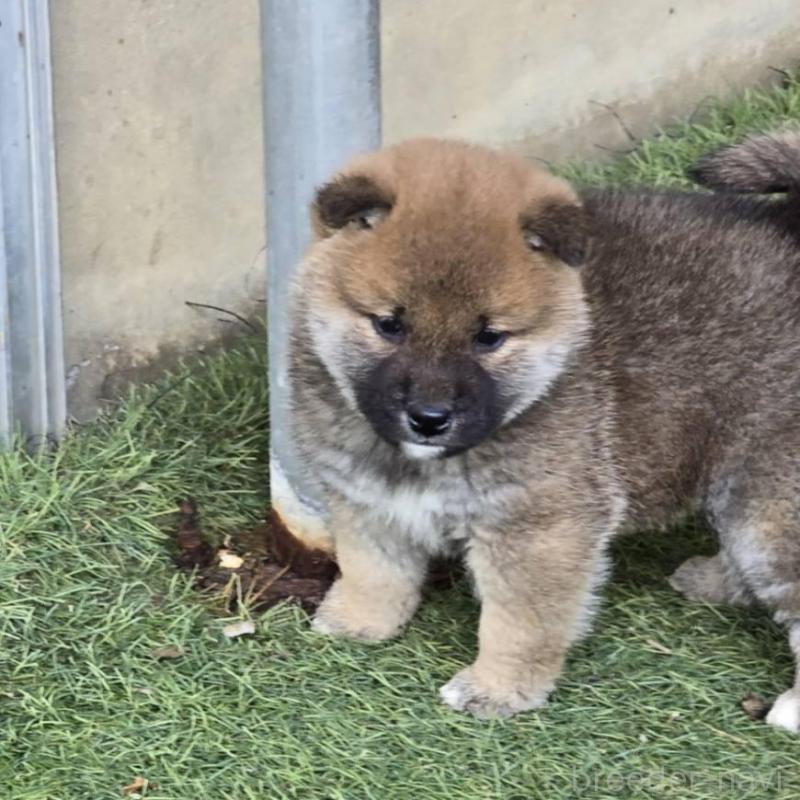 販売中の島根県の柴犬-436675の3枚目