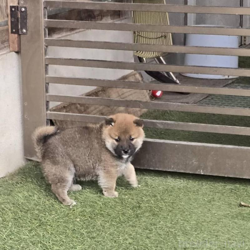 販売中の島根県の柴犬-436675の2枚目