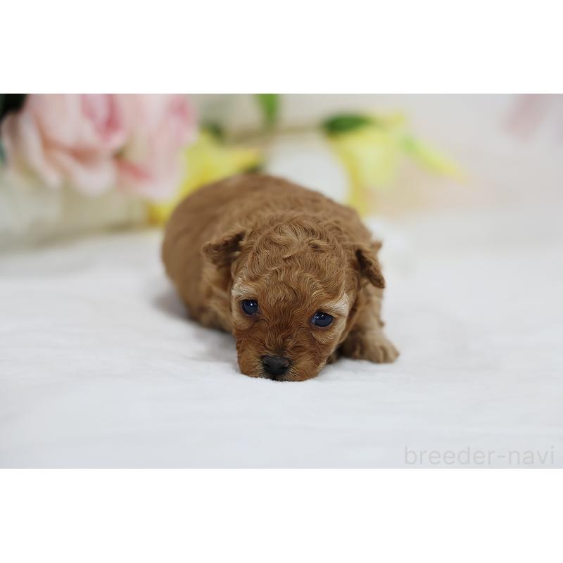 販売中の京都府のタイニープードル-436676の13枚目