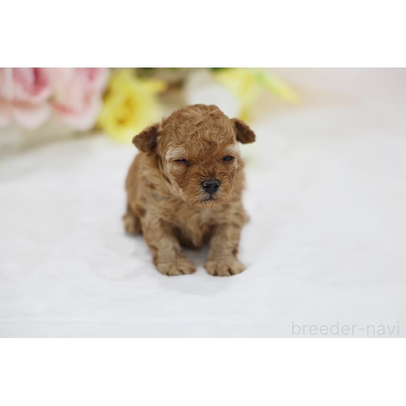 販売中の京都府のタイニープードル-436676の12枚目