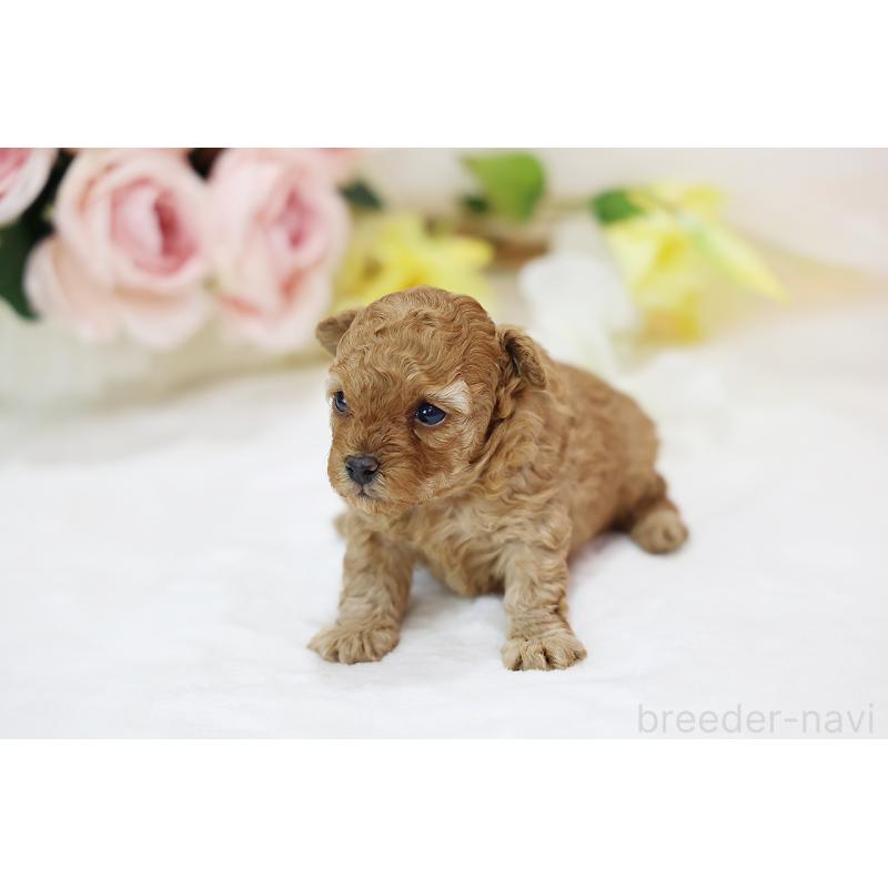販売中の京都府のタイニープードル-436676の10枚目