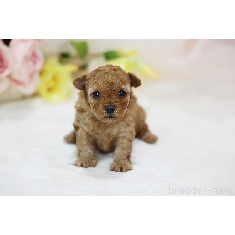販売中の京都府のタイニープードル-436676の9枚目