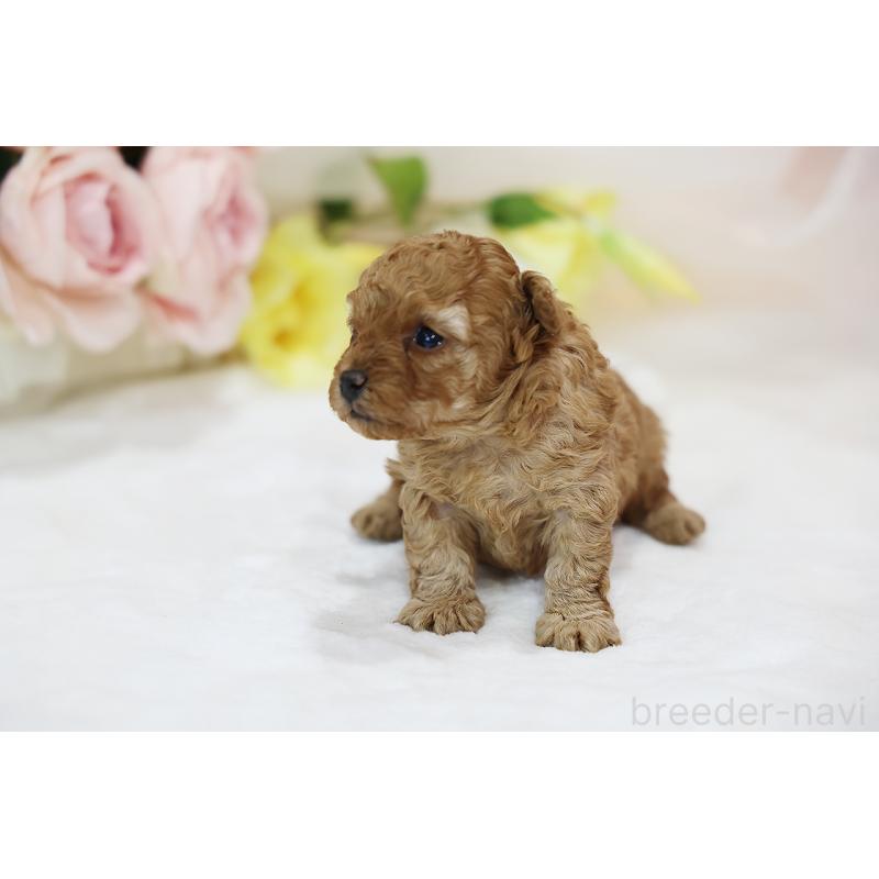 販売中の京都府のタイニープードル-436676の8枚目