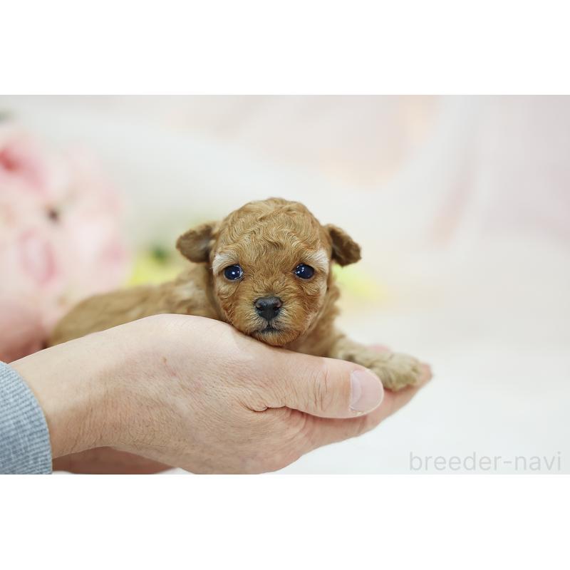 販売中の京都府のタイニープードル-436676の7枚目