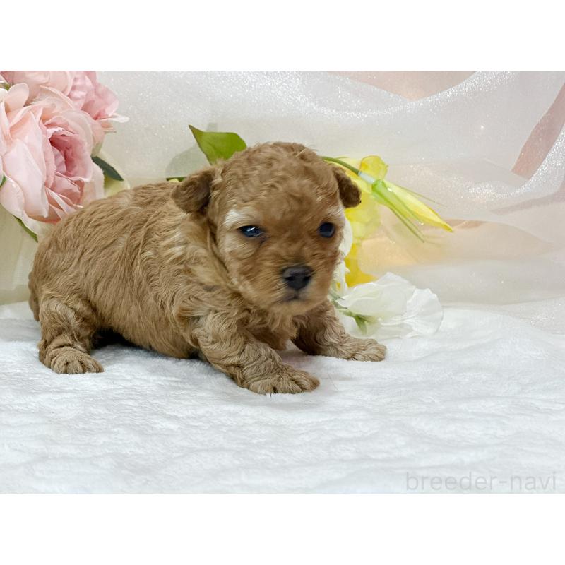 販売中の京都府のタイニープードル-436676の5枚目