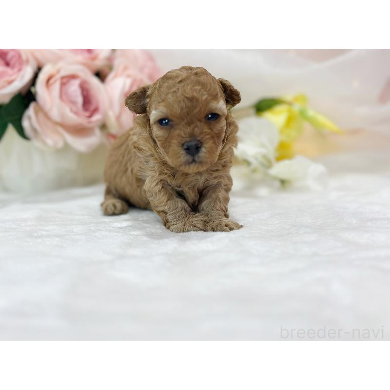 販売中の京都府のタイニープードル-436676の4枚目