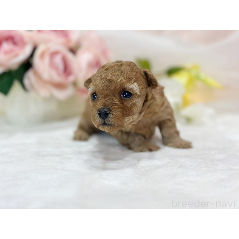 販売中の京都府のタイニープードル-436676の3枚目