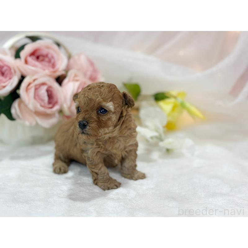 販売中の京都府のタイニープードル-436676の2枚目