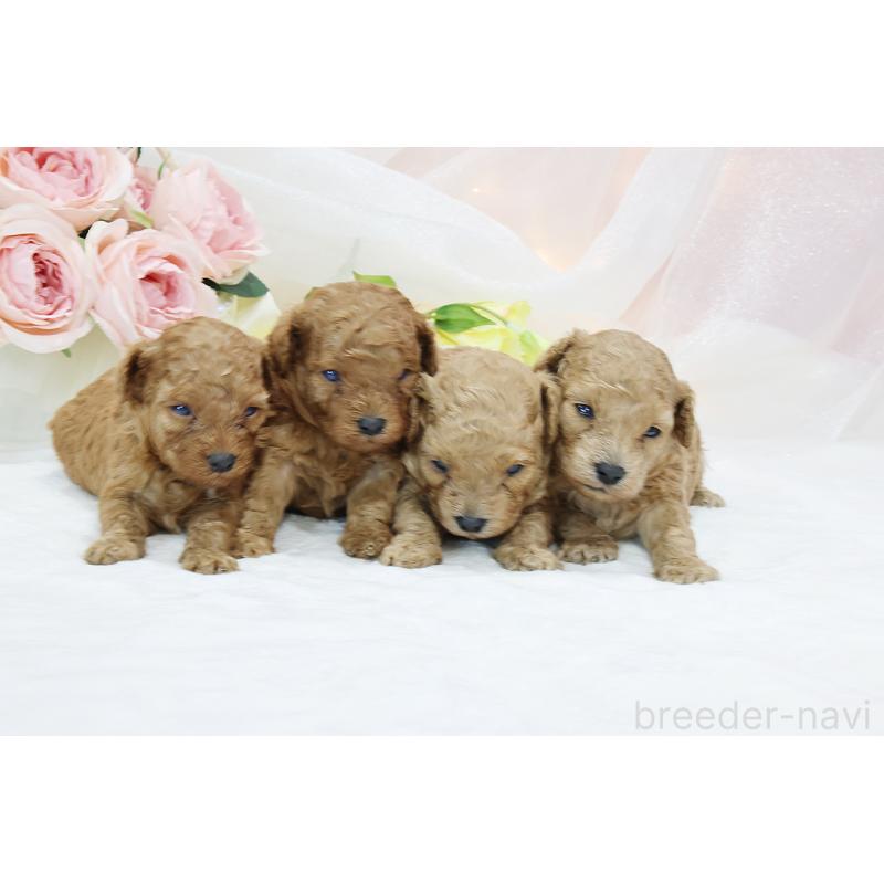 販売中の京都府のタイニープードル-436677の12枚目