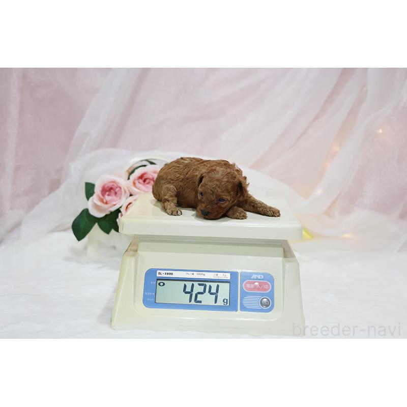 販売中の京都府のタイニープードル-436677の11枚目