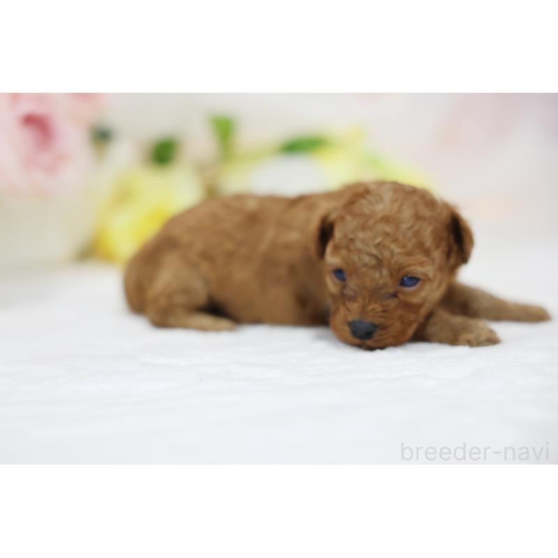 販売中の京都府のタイニープードル-436677の10枚目