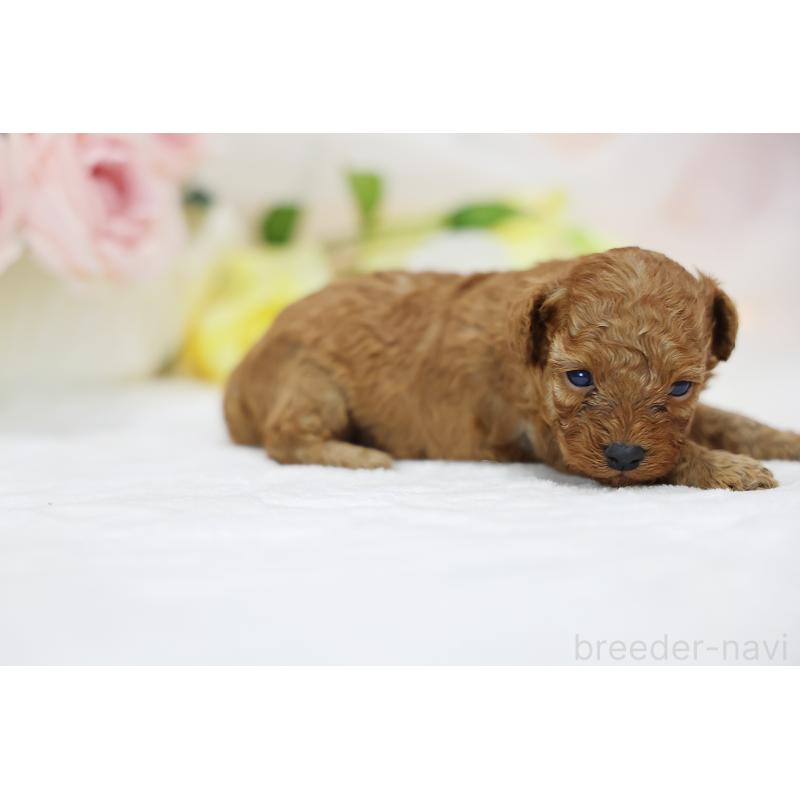 販売中の京都府のタイニープードル-436677の9枚目