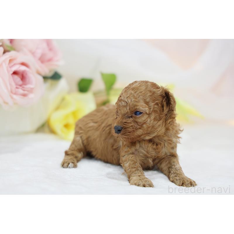 販売中の京都府のタイニープードル-436677の8枚目