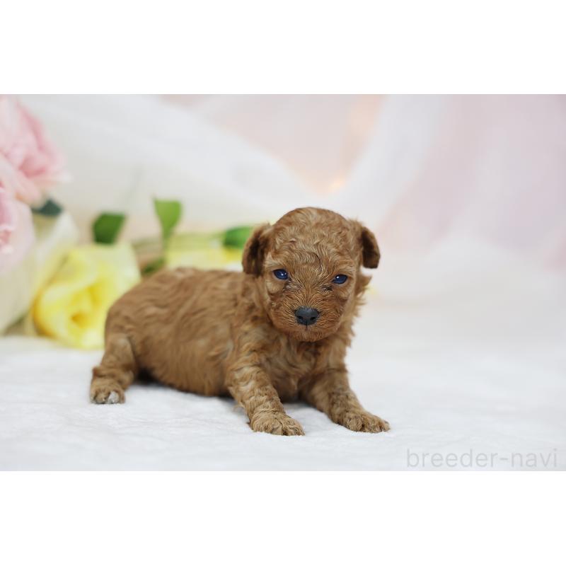 販売中の京都府のタイニープードル-436677の7枚目