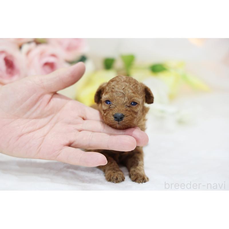 販売中の京都府のタイニープードル-436677の6枚目