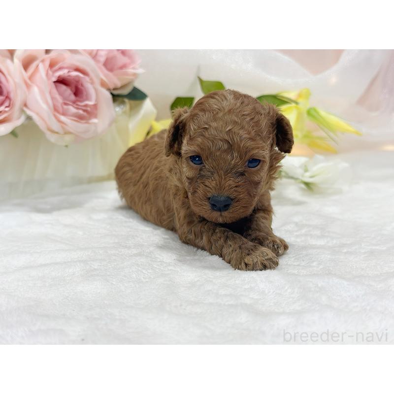 販売中の京都府のタイニープードル-436677の4枚目