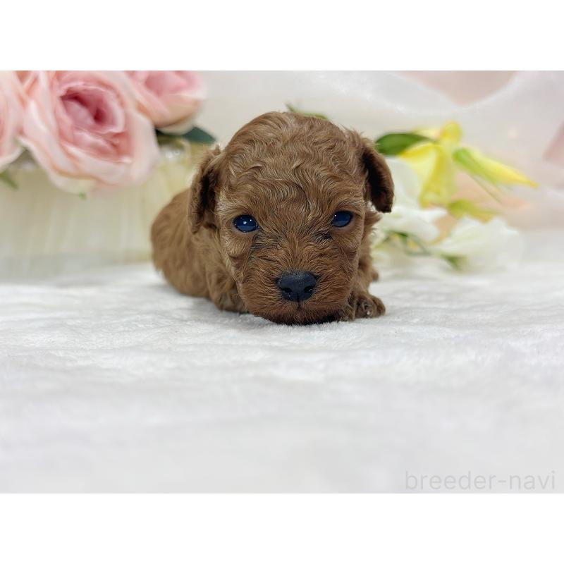 販売中の京都府のタイニープードル-436677の3枚目