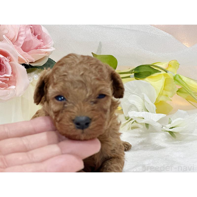 販売中の京都府のタイニープードル-436677の2枚目