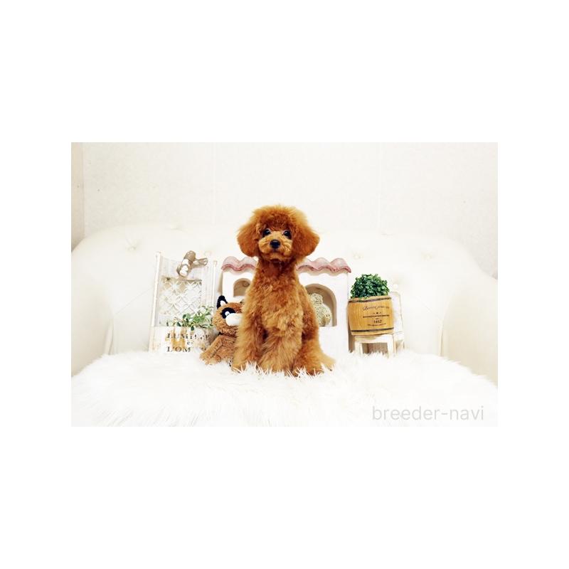 販売中の佐賀県のトイプードル-413850の5枚目