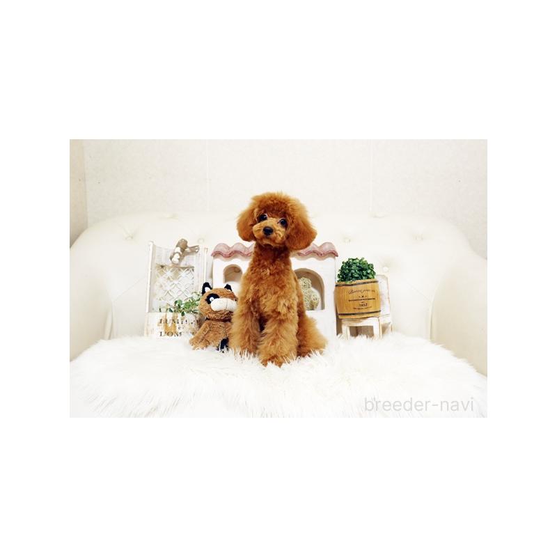 販売中の佐賀県のトイプードル-413850の4枚目