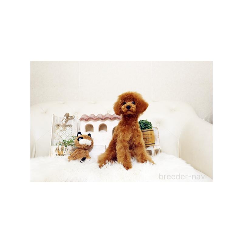 販売中の佐賀県のトイプードル-413850の3枚目