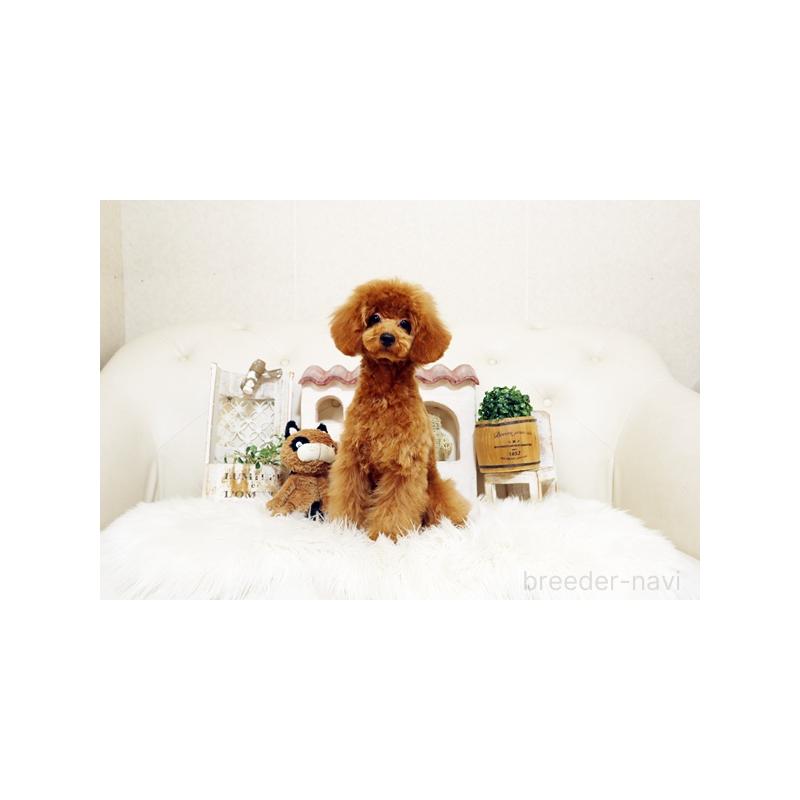 販売中の佐賀県のトイプードル-413850の2枚目