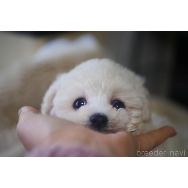 成約済の香川県のトイプードル-434845の3枚目