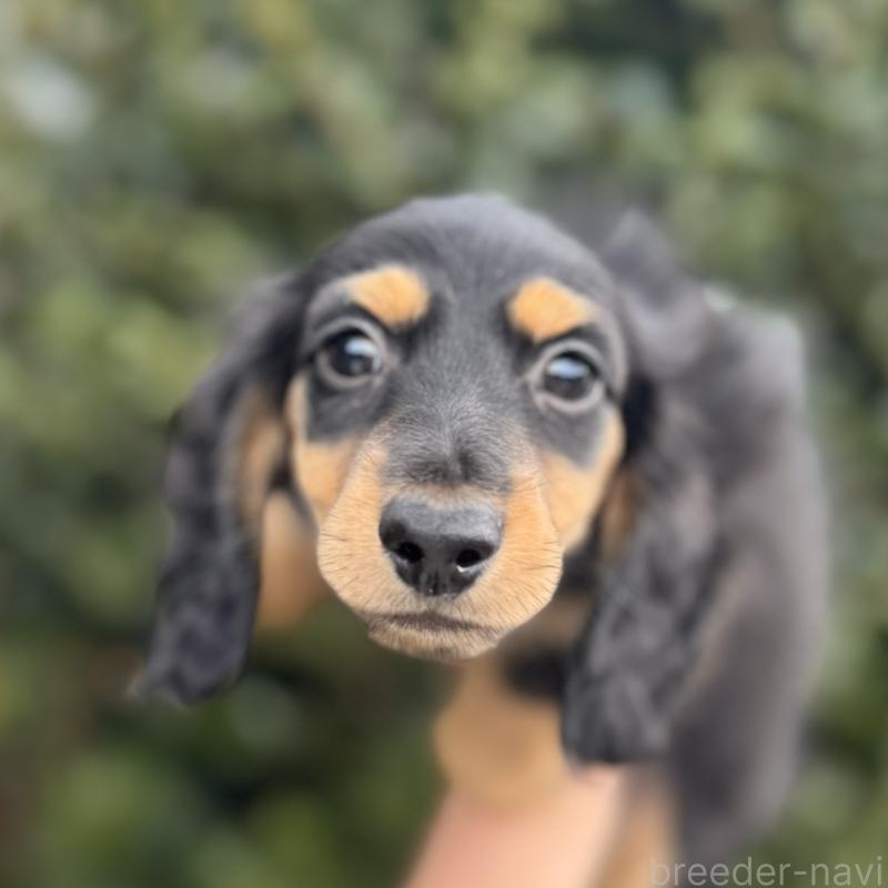 成約済の福岡県のミニチュアダックスフンド(ロングヘアード)-429932の1枚目